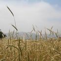 Rye growing at the UC Hansen Agricultural Center in Ventura County. Photo by Jeannette E. Warnert.