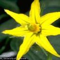 Tomato plant flower. Tomatoes are the most popular food grown by home gardeners. Photo by Jack Kelly Clark.