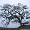 Photo of oak tree by Jack Kelly Clark.