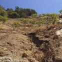 Soil erosion from water runoff in avocado grove. Deep gully eroded in steep slope. Trees growing among bare soil. Photo by David Rosen.