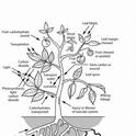 Master Gardeners receive horticulture training, including how to recognize plant problems. Illustration from Master Gardener Handbook.