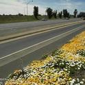 Planting native plants along roadways is one way to help maintain a web of biodiversity statewide. Photo by Jack Kelly Clark.