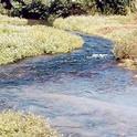 Santa Clara River. Photo from Guide to Native & Invasive Streamside Plants.