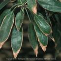 Marginal necrosis of leaf margins caused by excessive soil salinity. Photo by Jack Kelly Clark.