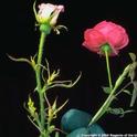 The needlelike leaves and underdeveloped blossom on this rose were caused by improper use of an herbicide. Photo by Jack Kelly Clark.