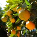 Ventura County’s climate provides year-round opportunities for food gardening.