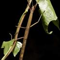 Adult female Indian walking stick, Carausius morosus, with distinguishing red markings at the base of the front legs. Photo by Ryan K. Perry.