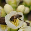 Honey bee (Apis mellifera) nectaring a white flowering quince (Chaenomeles speciosa). Photo by Kathy Keatley Garvey.