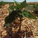 Using mulch is an easy way to achieve many goals of the NRCS. Find out how you can help today.