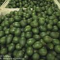 Harvested avocado fruit piled high at packing house in Santa Paula, California. Photo by David Rosen.