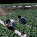 Graduate students check lygus biocontrol plots in strawberry field. Photo by Jack Kelly Clark