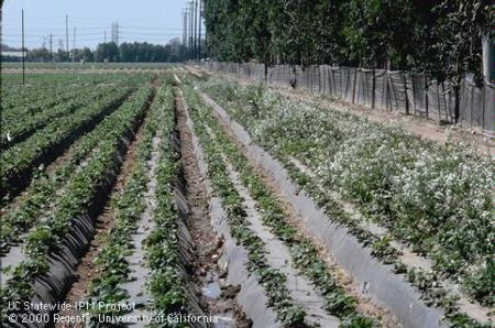 Mustards planted next to strawberries to encourage natural enemies in Ventura County. Photo by Jack Kelly Clark.