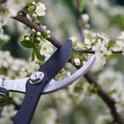 Proper pruning of fruit and nut trees helps to maintain tree health and productivity.