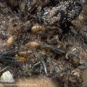 Varied carpet beetle larvae feeding on dead insects in a cockroach trap. Photo by Jack Kelly Clark.