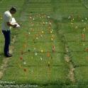 UC researcher taking notes at turf research plot. Photo by Jack Kelly Clark.