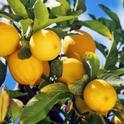 Home grown citrus is a great way to access fresh and nutritious fruit.