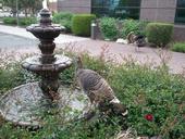 Image: Two Turkeys, one standing on a fountain getting a drink of water. A male turkey in the background strutting showing a full bloom of feathers.