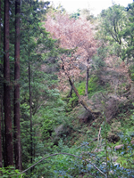 Almost all adult tanoaks around Big Sur have been killed by Sudden Oak Death.