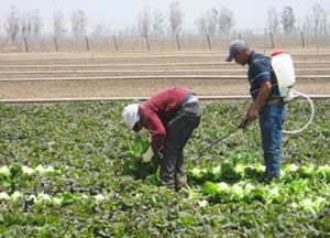 Farm workers spray disinfectant on cut ends after harvesting head lettuce.
