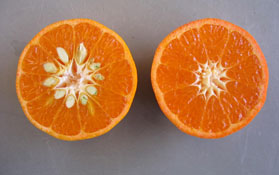 W. Murcott mandarin (left) and Tango (right).