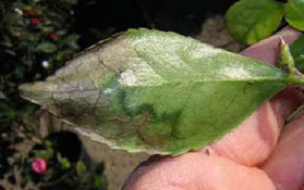 A cammelia leaf infected with the pathogen that causes Sudden Oak Death.