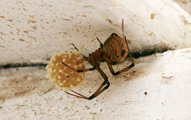 Brown widow spider