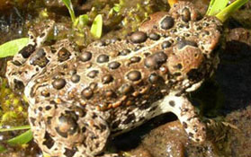 Restricting cattle grazing had no effect on the decline of Yosemite toads. Photo by Rob Grasso