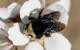 California native bee species Bombus vosnesenskii, the yellow-faced bumble bee