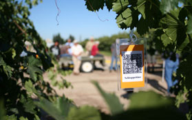 Farmers scanned QR codes on grapevines at Grape Day to get information on specific varieties.