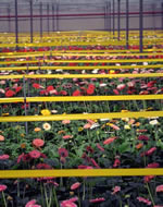 Yellow sticky ribbons can be used for pest monitoring in gerbera flowers.