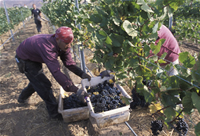 Farmworkers labor in a vineyard.