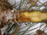 Pitch canker infection.