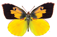 A male dogface butterfly, sometimes called a