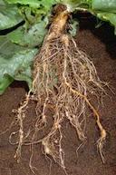 Galling of lettuce roots by root knot nematode. (UC IPM)