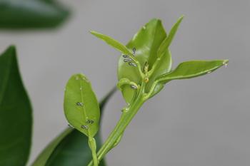 Asian citrus psyllids typically congregate on new growth