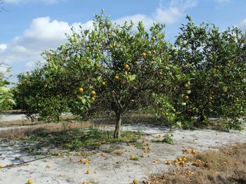 HLB infected tree in Florida. As the disease progresses, the canopy thins and fruit falls off easily.