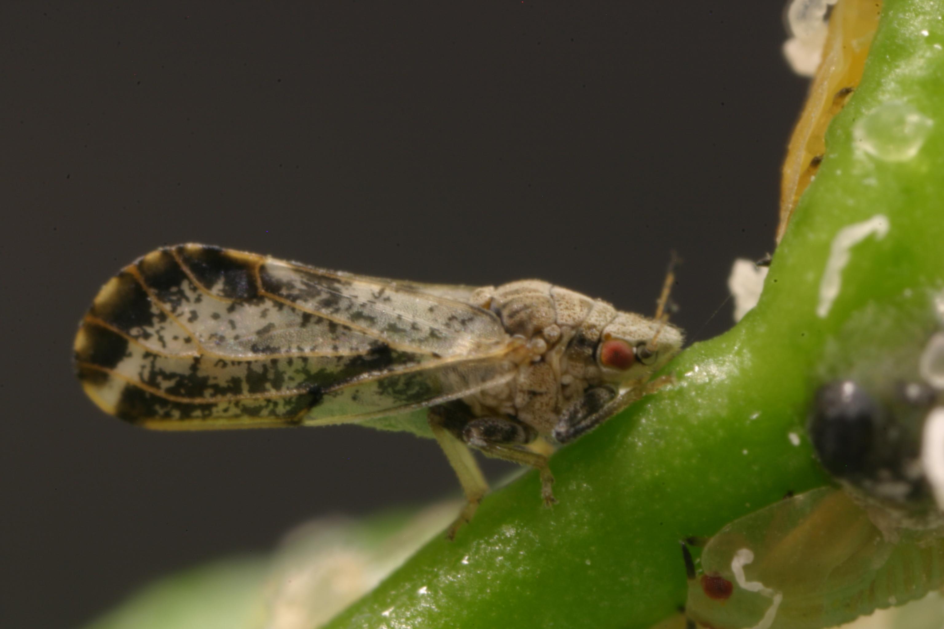 An adult Asian citrus psyllid, and a nymph underneath the shoot.