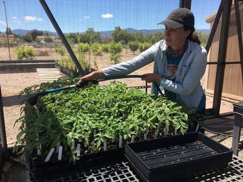 Lucy Diekmann waters tomato seedlings