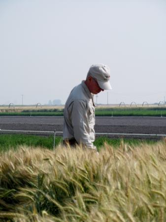 Waist-high in Grain at the 2013 IREC Field Day