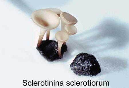 Sclerotinia Sclerotiorum  (with apothecium)