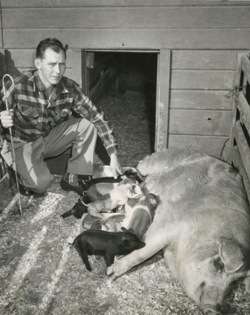 Vintage, Farmer, Sow and Piglets