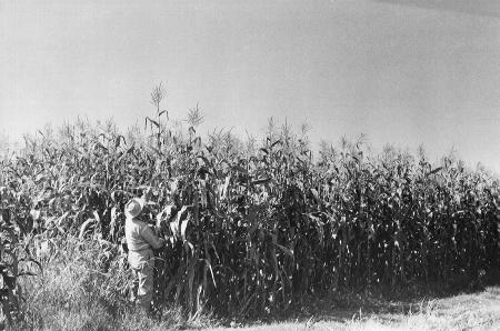 Vintage, Field Corn and Advisor