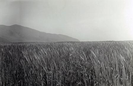 Vintage Grain Fertilizer Plot