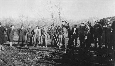 Vintage Pruning Demonstration