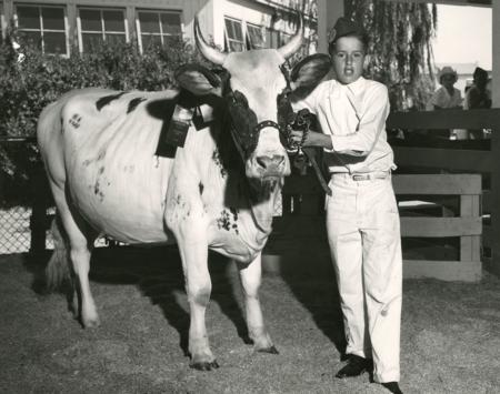Vintage 4-H Boy and Cow