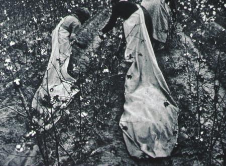 Vintage Cotton Harvest