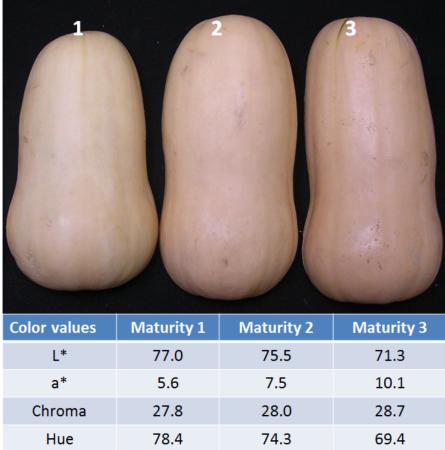 Butternut Squash External Color Values at 3 harvest stages