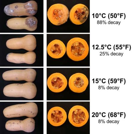 Butternut Squash Stored 7 months