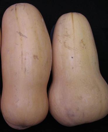 Butternut Squash Sunburn Damage evidenced by yellowish streaks. Degree of injury did not affect storage life.