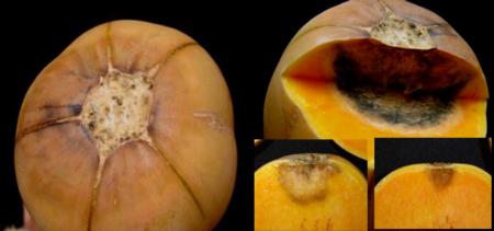 Butternut Squash Alternaria Decay